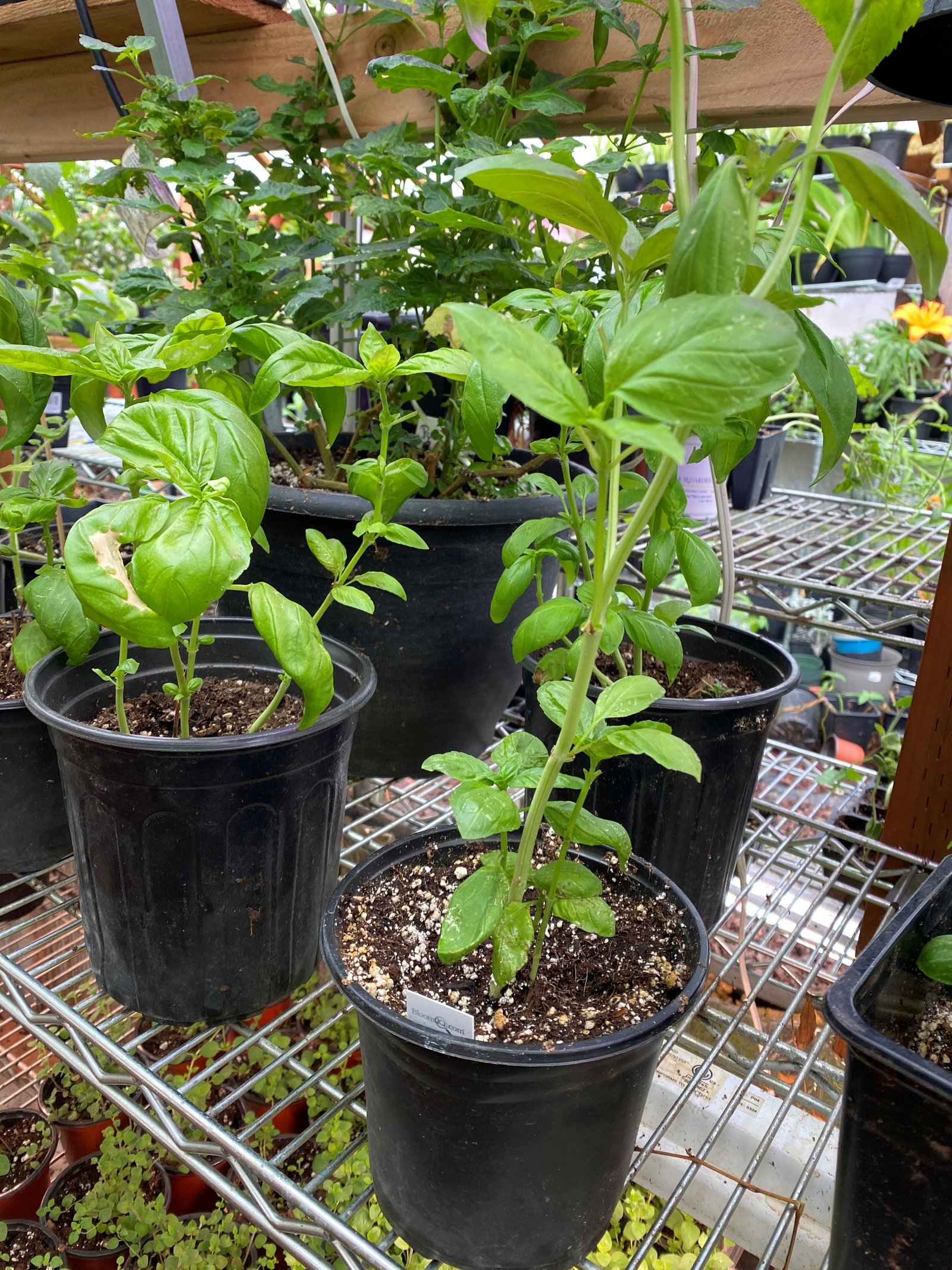 Herb starts growing on a greenhouse shelf