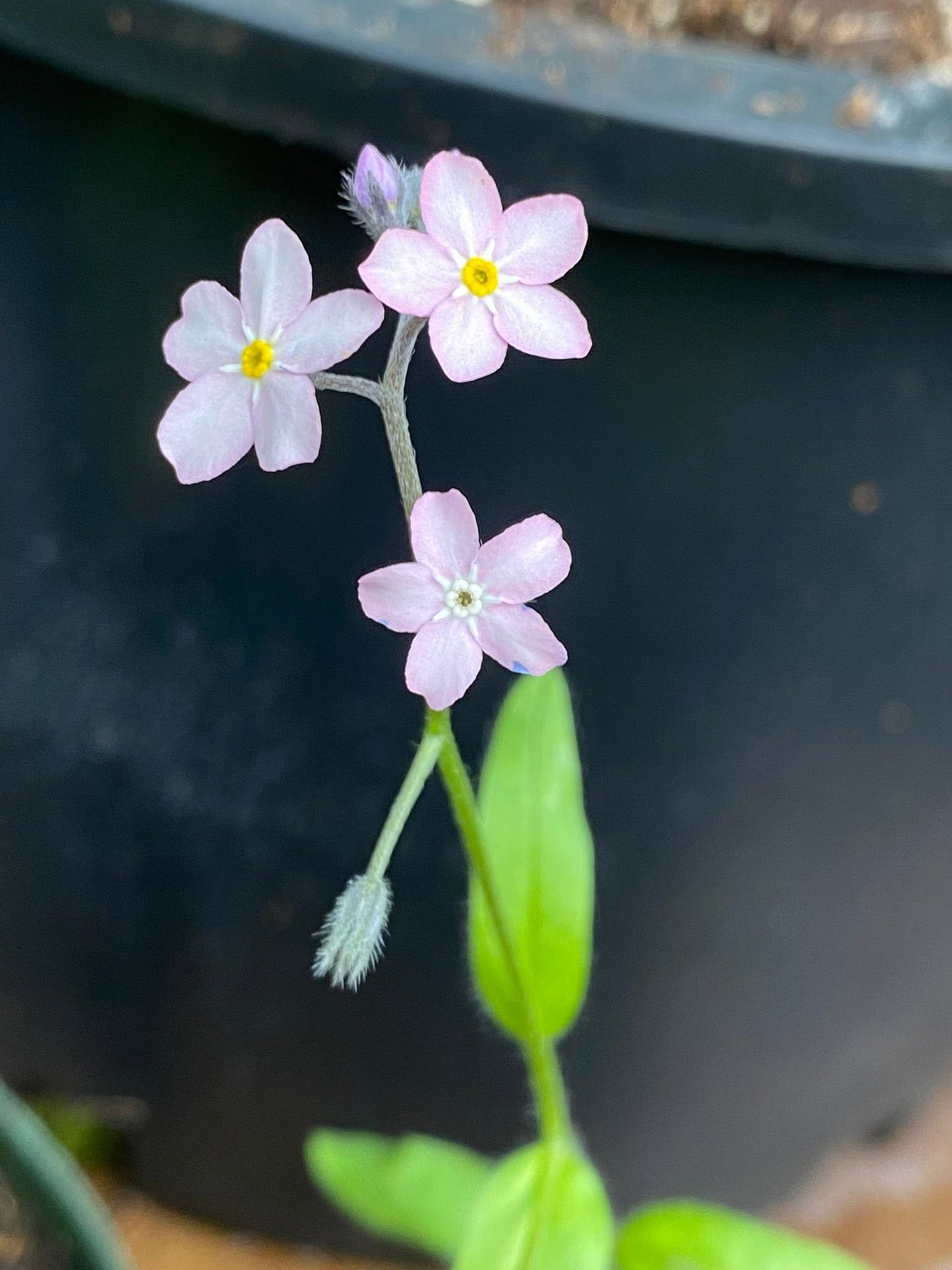 Pink genetic variation of scorpion grass, also known as forget-me-not