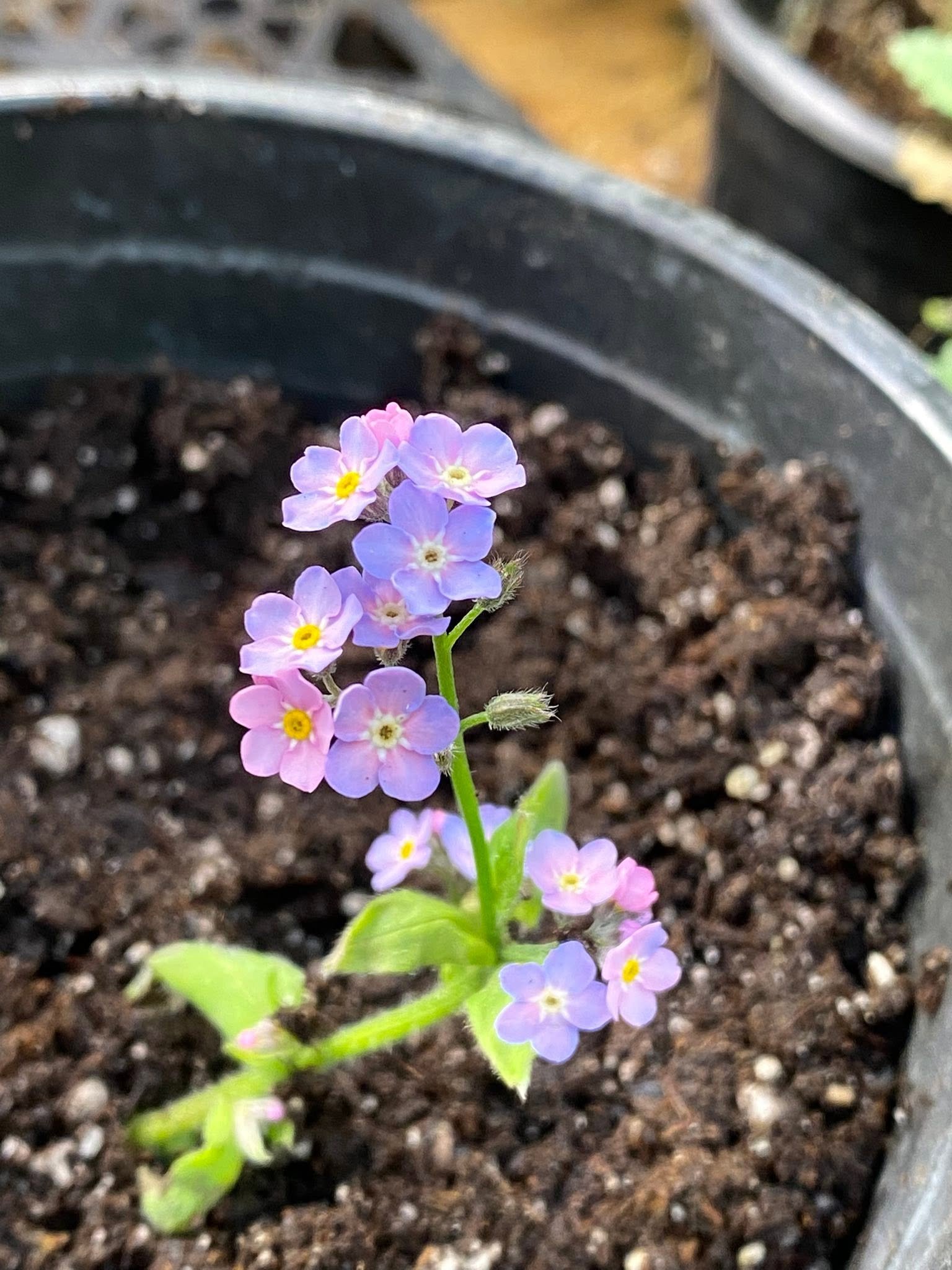 Small purple flowers growing in a pot
