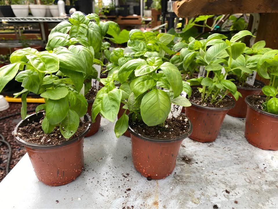 Basil starts grown by Secret Garden in Eagle River