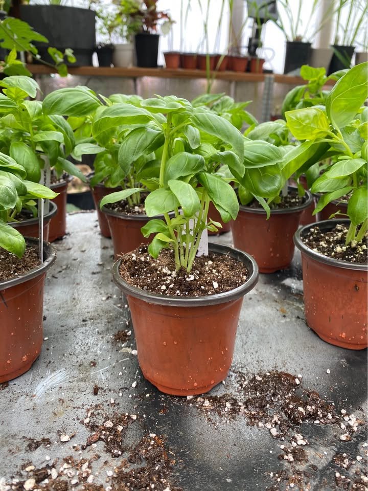 Basil - Mixed Varieties, photo 2