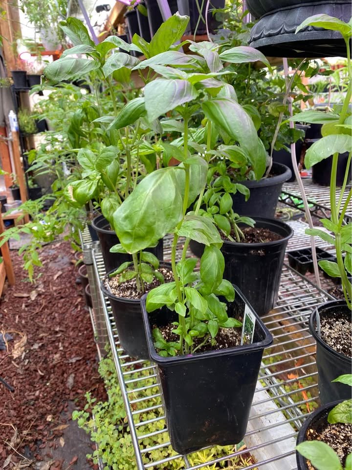Basil - Mixed Varieties, photo 3