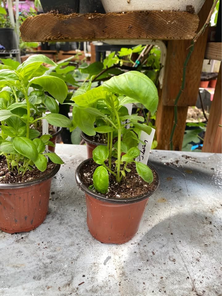 Basil - Mixed Varieties, photo 4