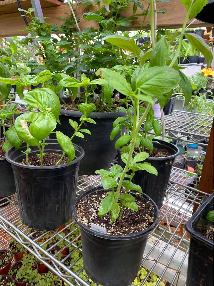 Basil - Mixed Varieties, photo 5