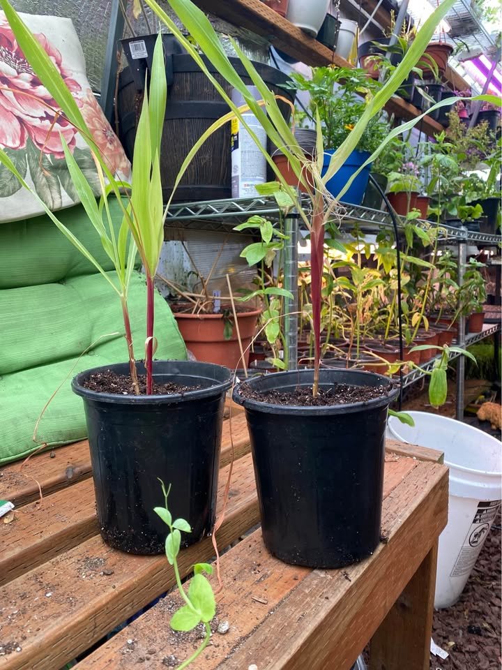 Corn starts in one gallon pots grown by Secret Garden