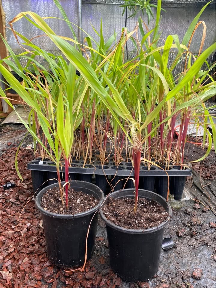 Corn Start, photo 2