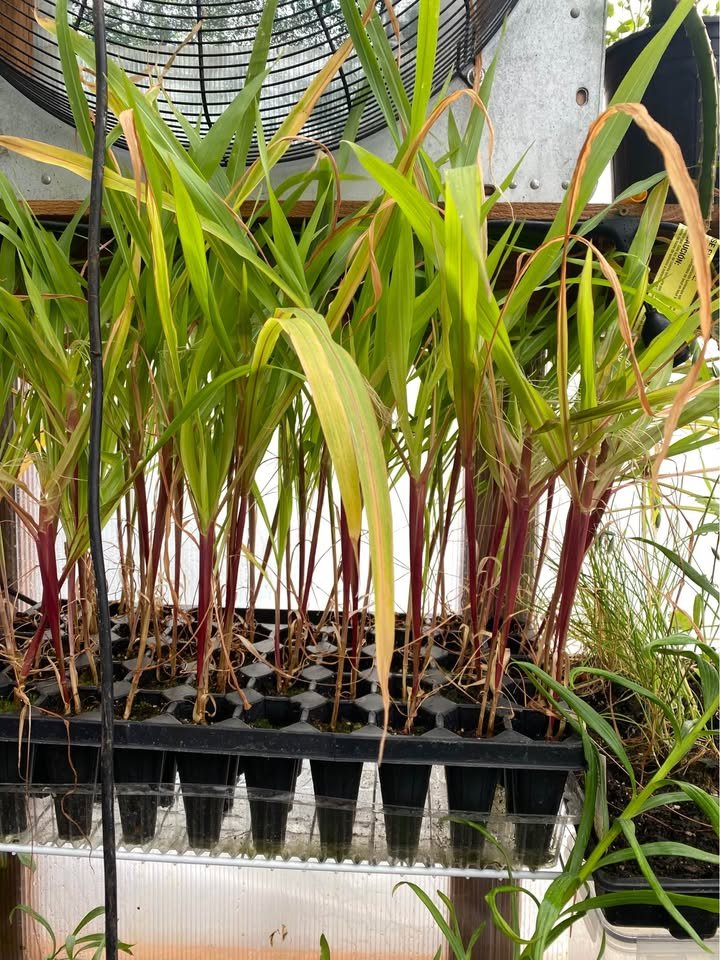 Corn Start, photo 3