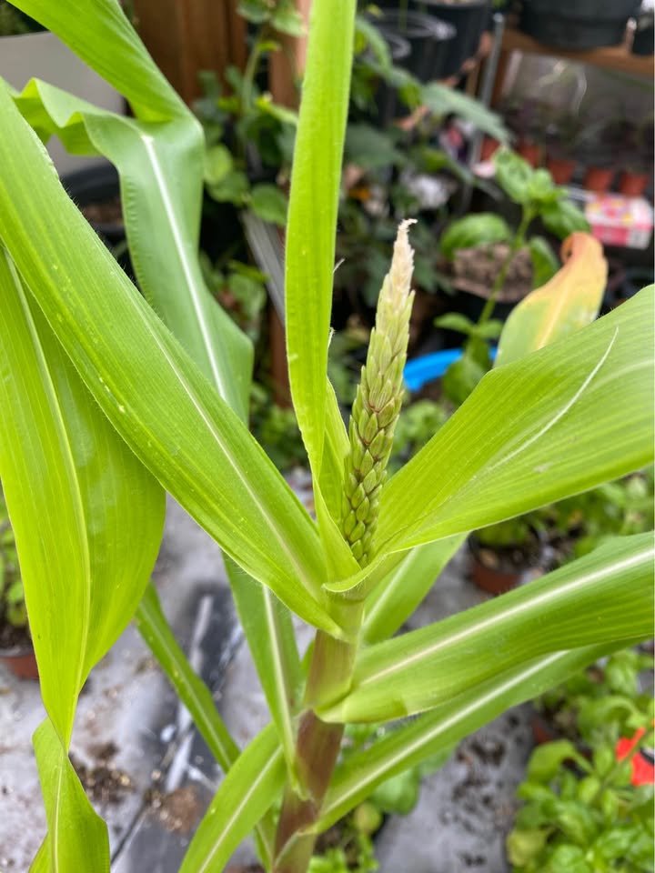 Corn Start, photo 4