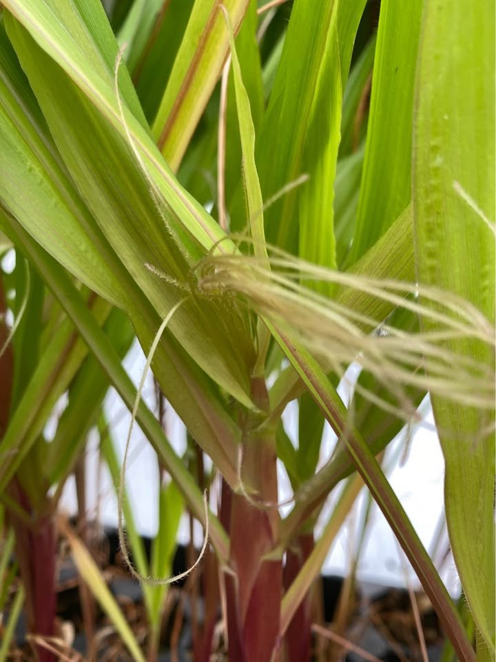Corn Start, photo 5