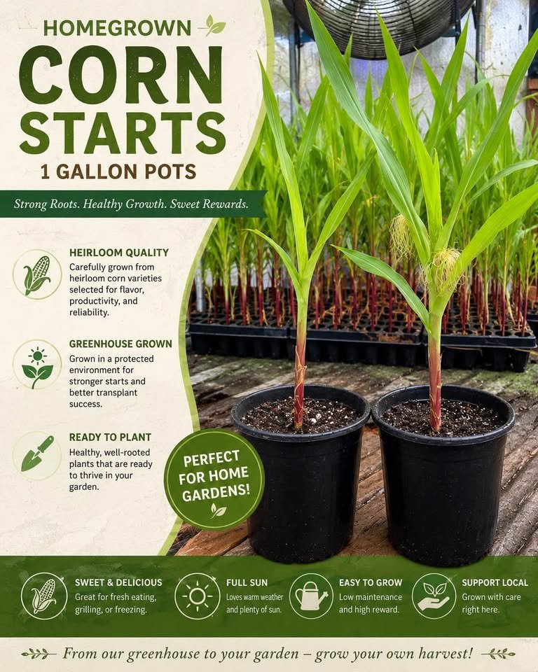 Corn Start, photo 6