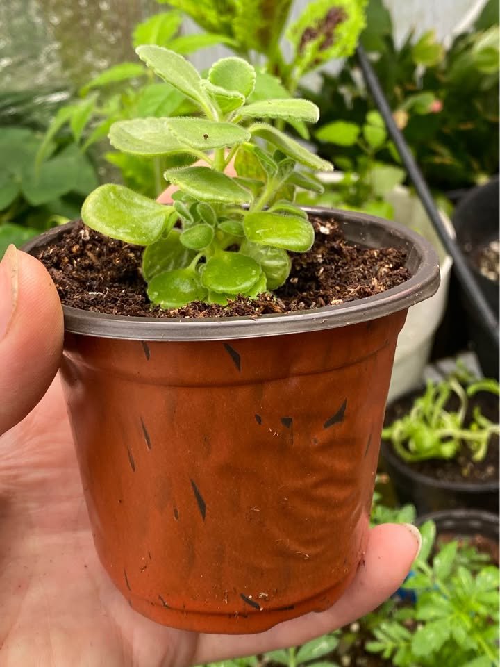 Cuban oregano in a three inch pot