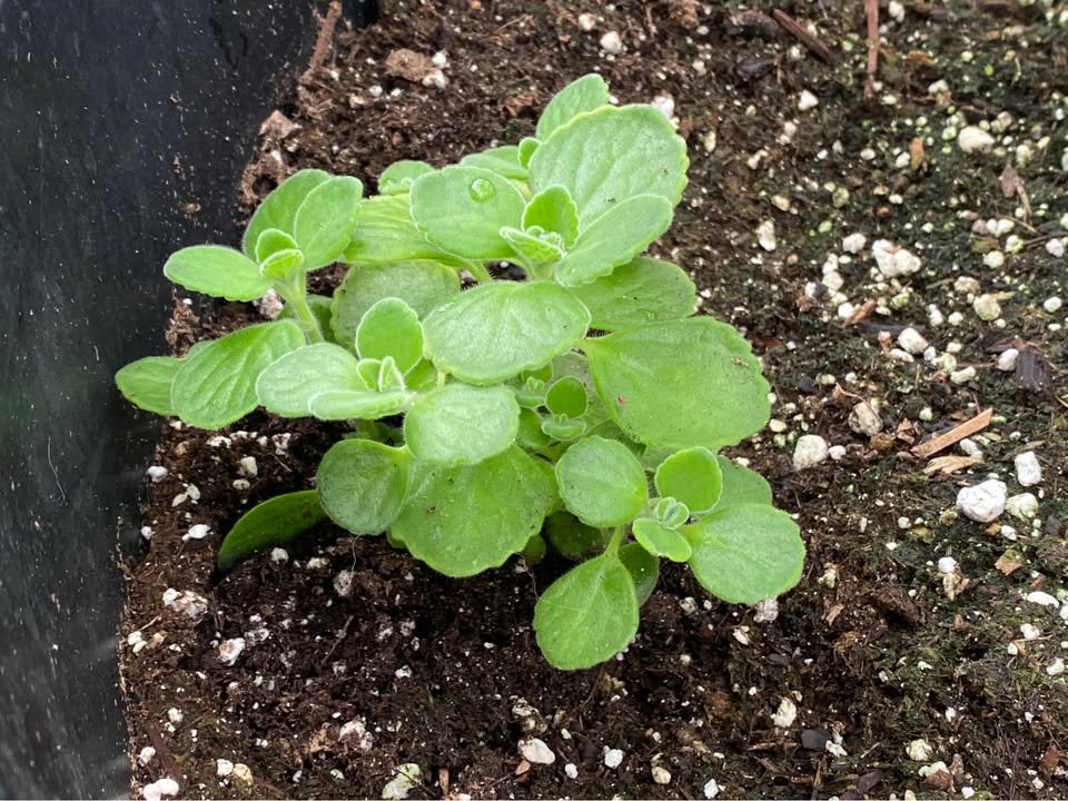 Cuban Oregano - 3 Inch, photo 5