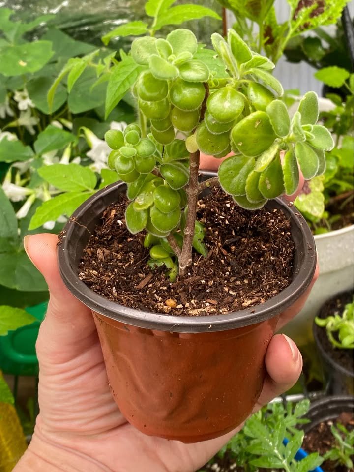 Cuban Oregano - 3 Inch, photo 6