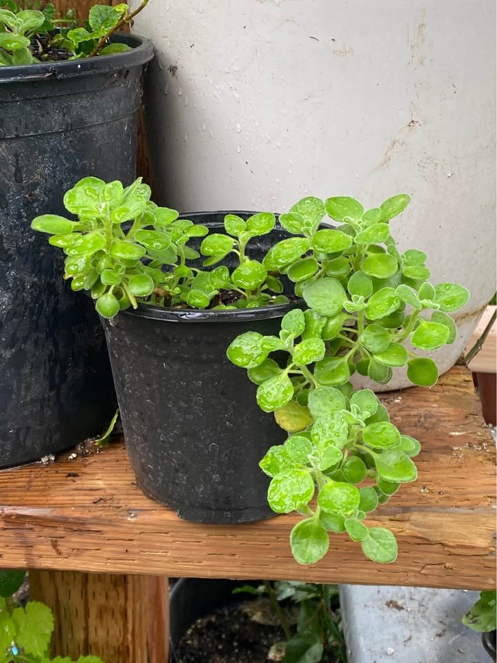 Established Cuban oregano in a one gallon pot