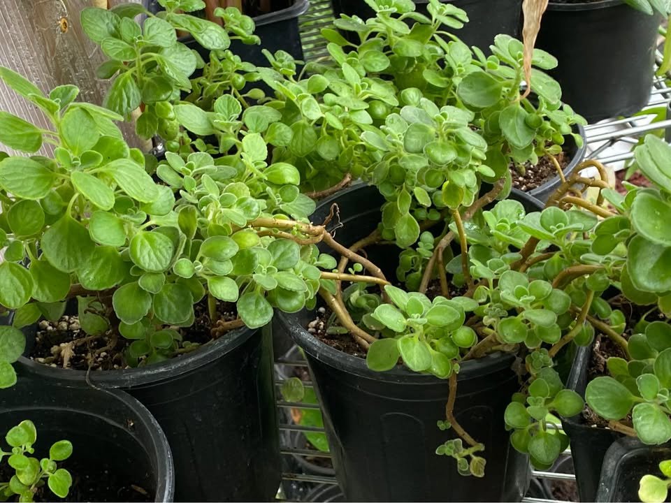 Cuban Oregano - 1 Gallon, photo 2
