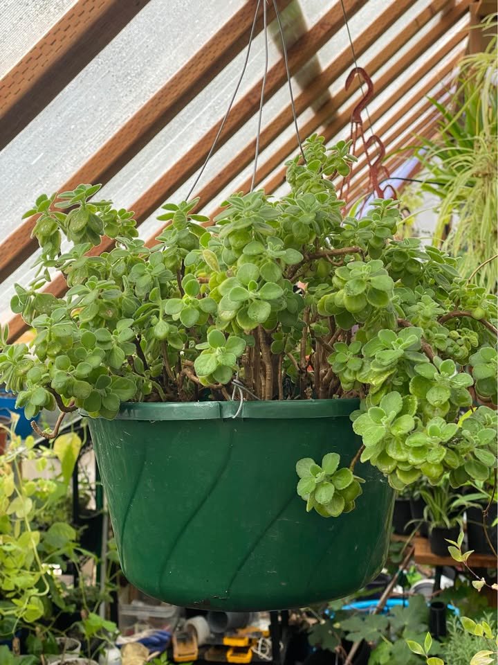 Cuban Oregano - 1 Gallon, photo 3