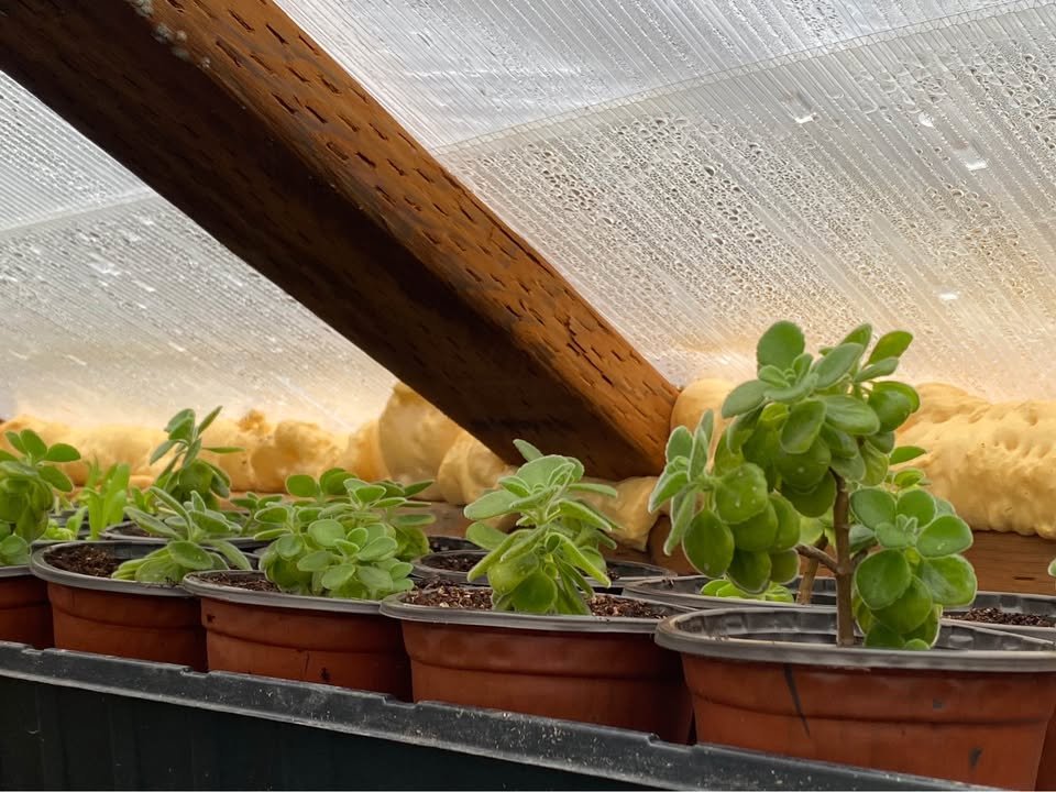 Cuban Oregano - 1 Gallon, photo 4