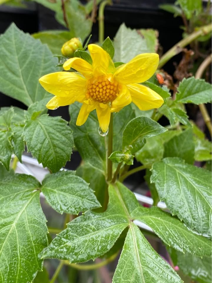 Large dinner plate dahlia bloom from a Secret Garden plant