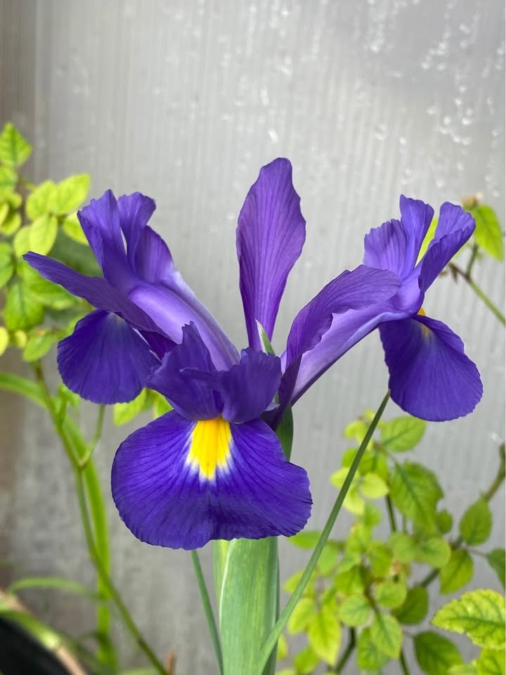 Dutch Iris, photo 5