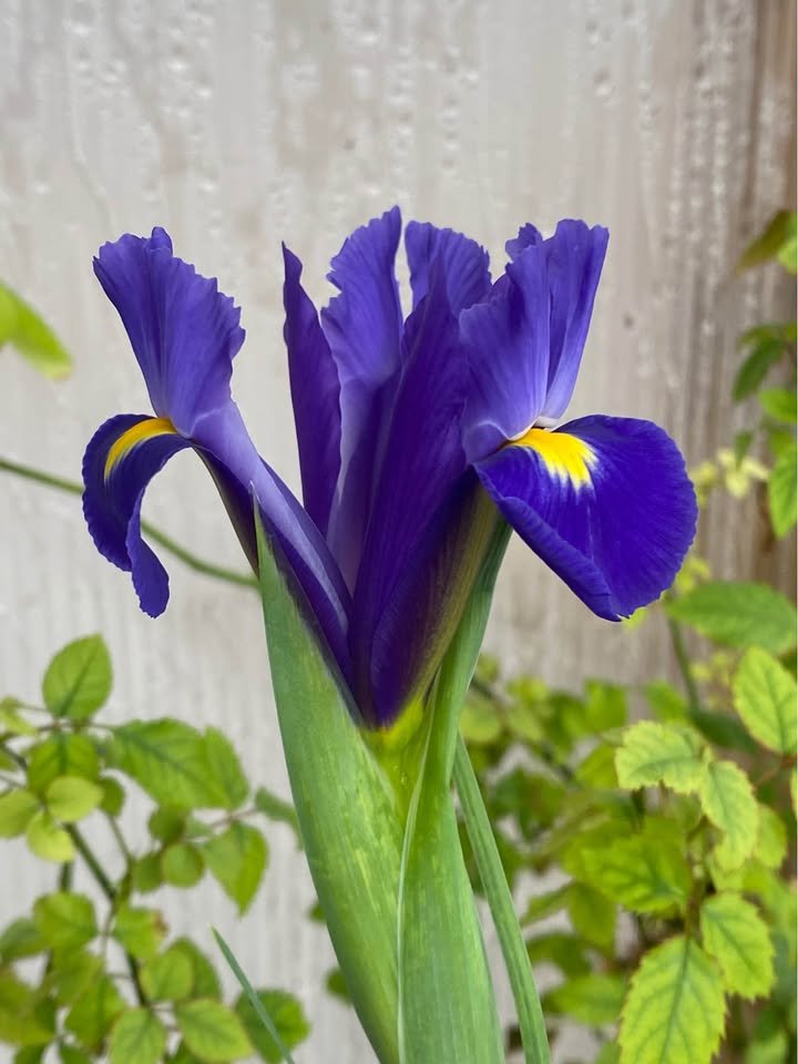 Dutch Iris, photo 6