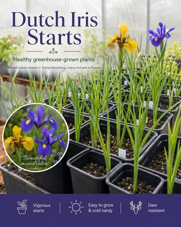 Dutch Iris, photo 7