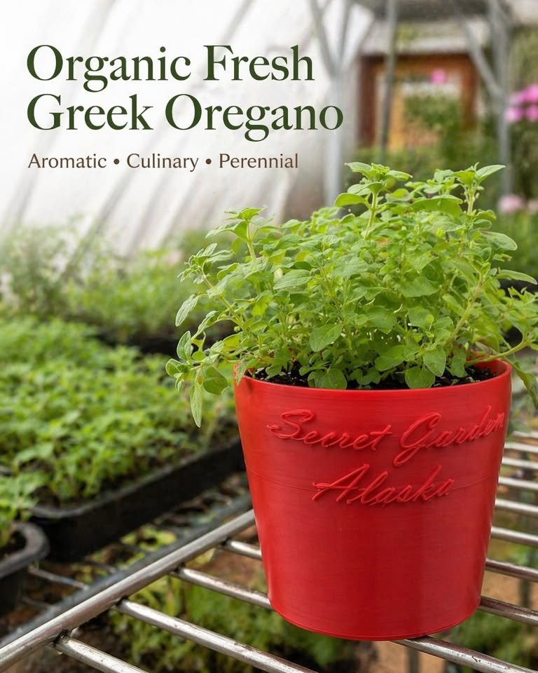 Greek Oregano, photo 5