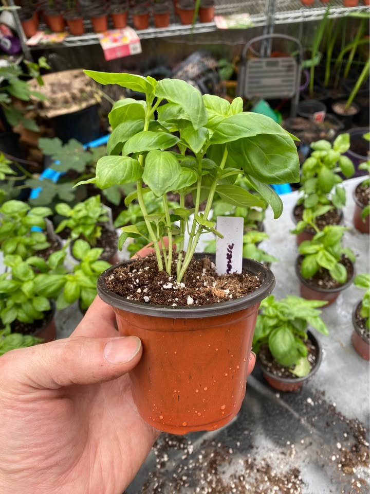 Italian oregano grown by Secret Garden