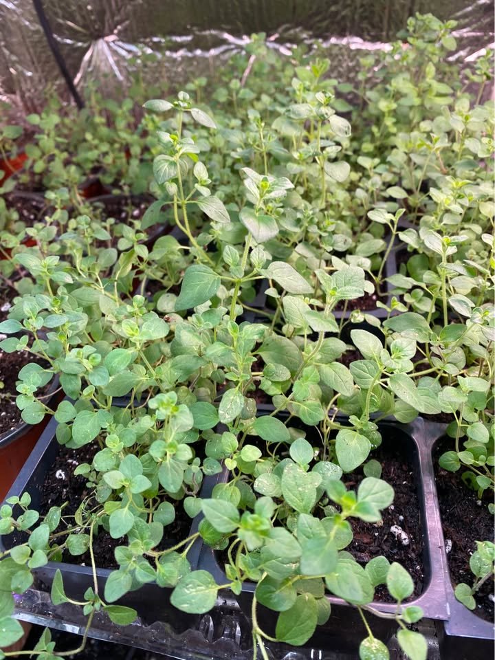 Italian Oregano, photo 2