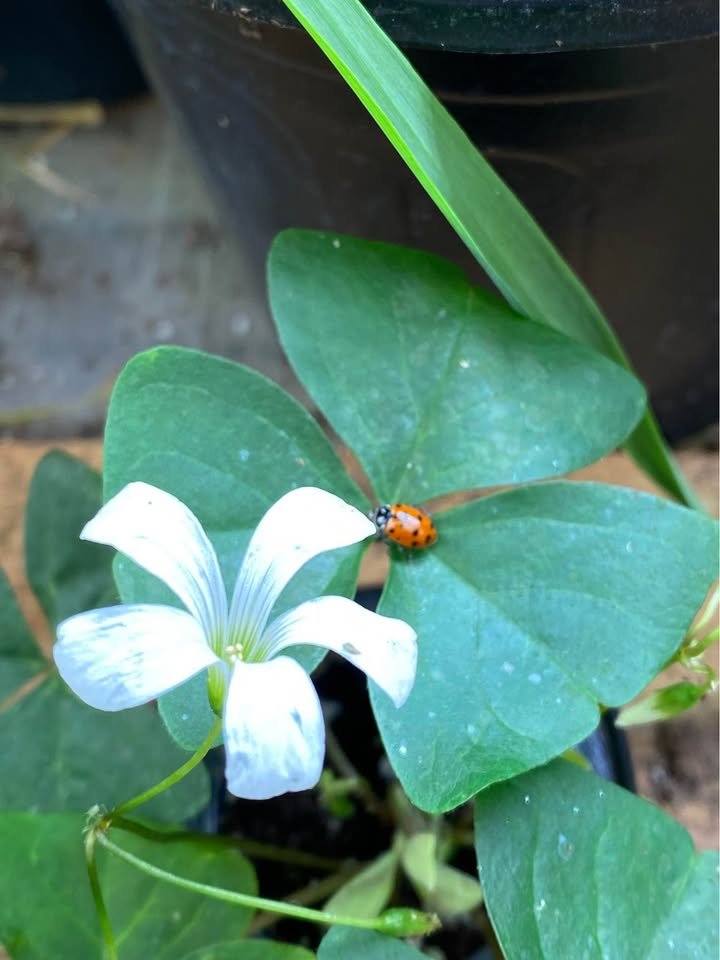 Green Oxalis, photo 5
