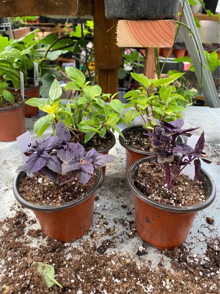 Red-leaf oxalis in a small pot