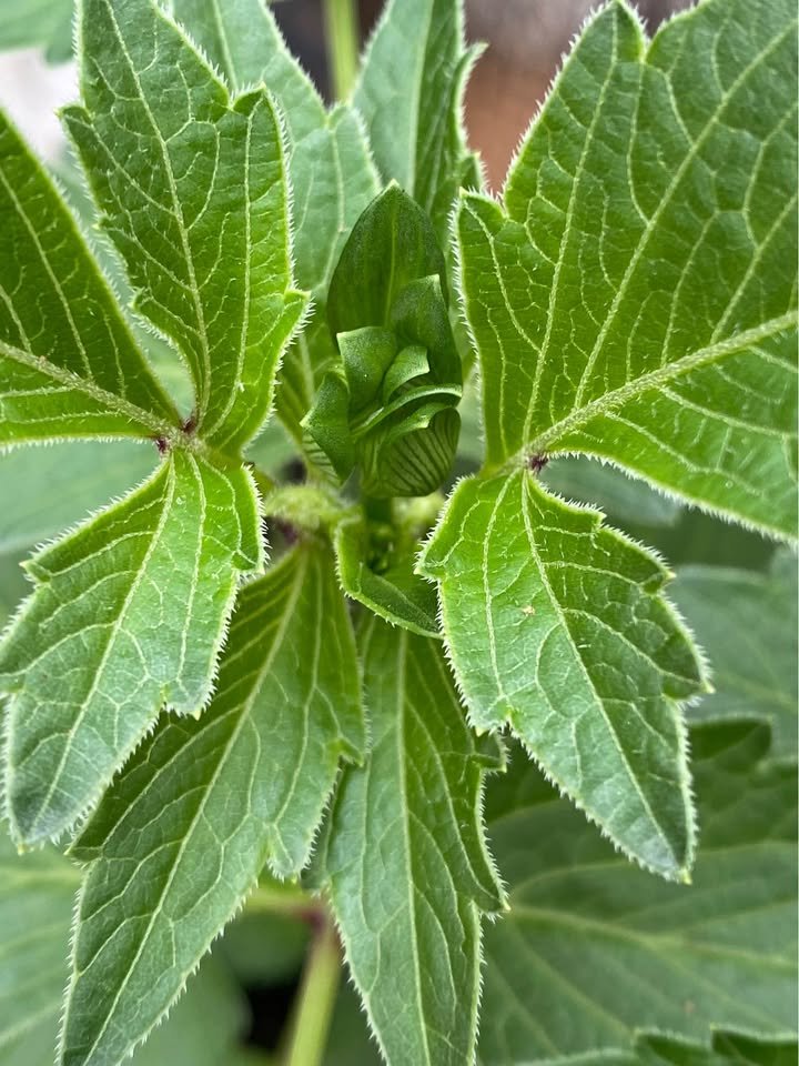 Regular Dahlia, photo 2