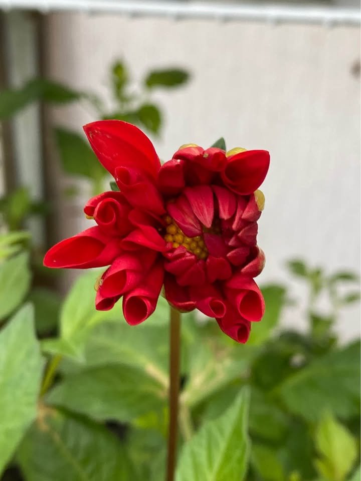 Regular Dahlia, photo 5