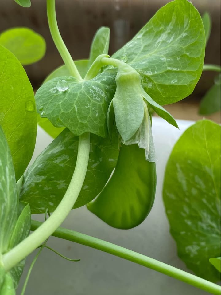 Snap Peas - Oregon and Snow, photo 5