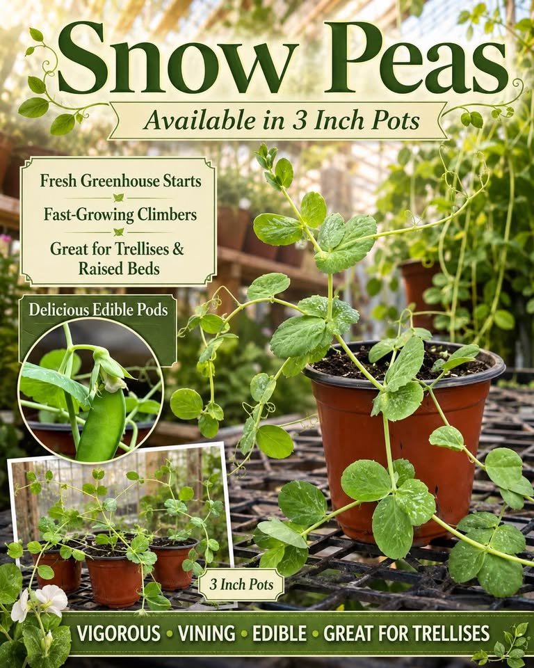 Snap Peas - Oregon and Snow, photo 6