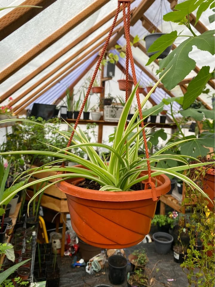 Spider plant in a round hanging pot
