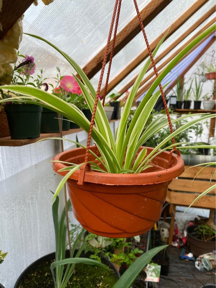 Spider Plant - Round Hanging Pot, photo 2