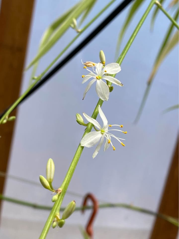 Spider Plant - Round Hanging Pot, photo 4