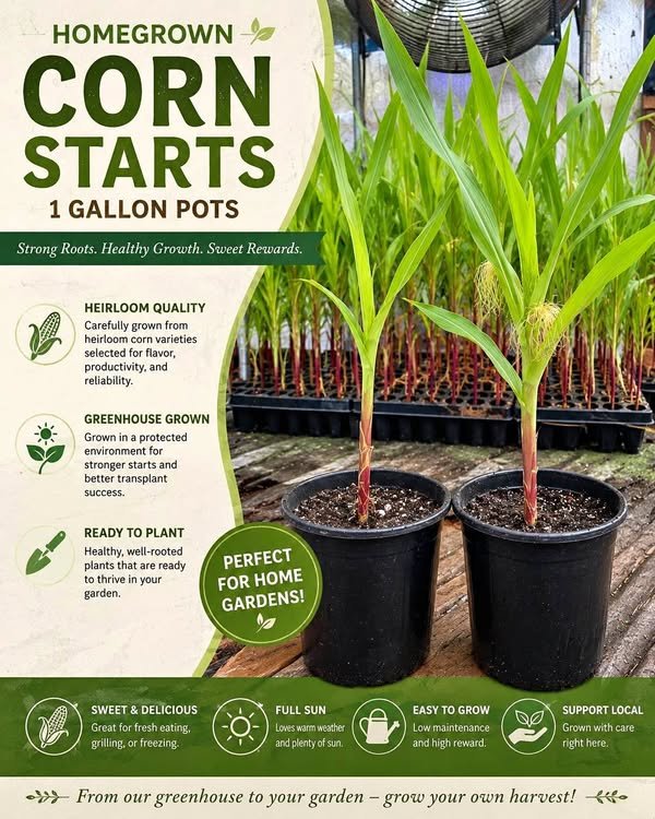 Corn starts in one gallon pots grown by Secret Garden