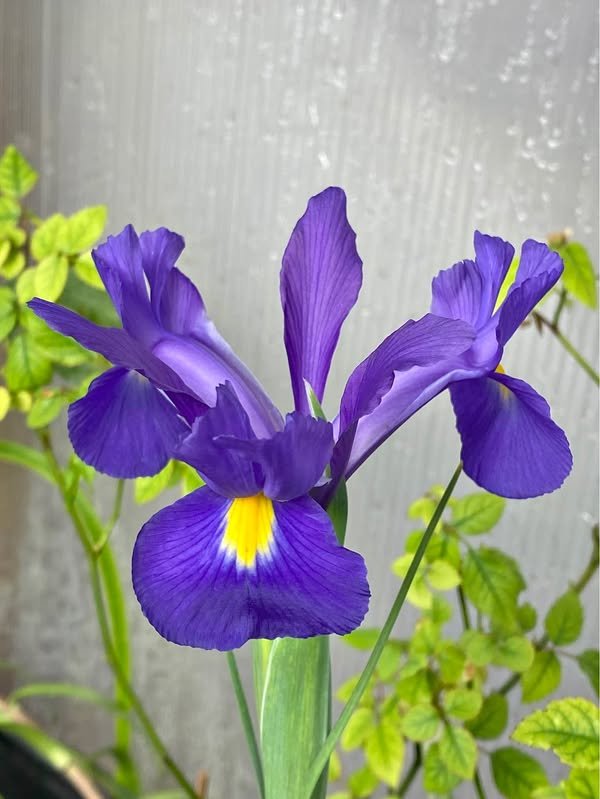 Dutch iris plants and blooms from Secret Garden