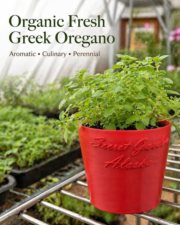 Greek oregano starts in three inch pots