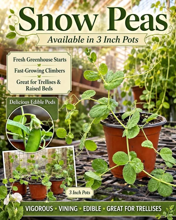 Oregon and snow pea starts grown by Secret Garden