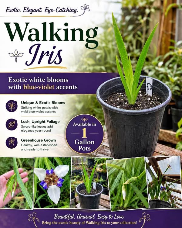 Walking iris plants and blooms from Secret Garden